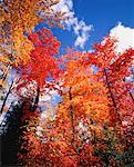 Regardant vers le haut des arbres en automne Gatuneau Hills, Québec, Canada