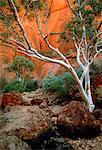 Kata Tjuta, Olgas Northern Territory, Australien