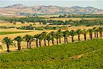 Vineyards, Barossa Valley South Australia, Australia