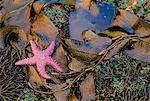 Seesterne und Kelp, Rose Inlet Gwaii Haanas Nationalpark Queen Charlotte Inseln Britisch-Kolumbien, Kanada