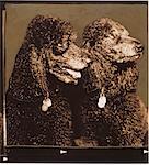 Portrait of Standard Poodles