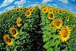 Sunflower Field Beausejour, Manitoba, Canada