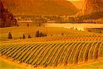 Vineyard, Okanagan British Columbia, Canada