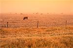 Misty Field and Cows British Columbia, Canada