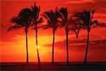 Silhouette of Palm Trees at Sunset Waimea Bay, Oahu, Hawaii, USA