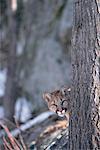 Portrait of Juvenile Cougar Behind Tree Canada
