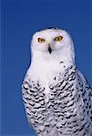 Portrait of Snowy Owl Ontario, Canada