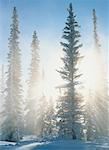 Bäume im Winter Banff-Nationalpark in Alberta, Kanada