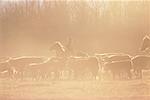 Ferme d'élevage et de la brume (Alberta), Canada