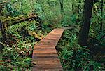 Chemin à travers la forêt du Parc National Pacific Rim île de Vancouver Colombie-Britannique, Canada