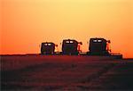 Harvesting Wheat at Sunset Saskatchewan, Canada