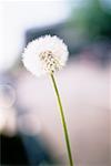 Close-Up of Dandelion