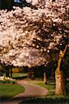 Arbres en fleurs le long du chemin Stanley Park, Vancouver (Colombie-Britannique), Canada