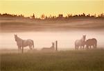 Chevaux au lever du soleil près de Sherwood Park, Alberta Canada