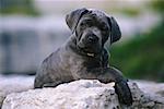 Portrait of Neapolitan Mastiff Puppy on Rock