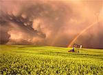 Passing Storm and Canola Field Near Three Hills, Alberta, Canada