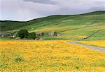 Whitsun Dale, Yorkshire Dales Yorkshire, England