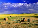 Hay Bales in Field Near Elk Point, Alberta, Canada