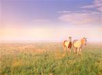 Pferde im Feld nahe Lacombe, Alberta, Kanada