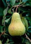 Close-Up of Bartlett Pear Jordan, Ontario, Canada