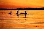 Killer Whales at Sunset Southern Vancouver Island British Columbia, Canada