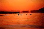 Killer Whales at Sunset Southern Vancouver Island British Columbia, Canada