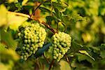 Close-Up of Grapes on Vine Austria