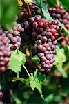 Close-Up of Grapes on Vine Austria