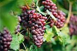 Close-Up of Grapes on Vine Austria