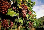 Close-Up of Grapes on Vine Austria