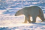 Eisbär, Küste der Hudson Bay Churchill, Manitoba, Kanada