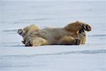 Polar Bear, Hudson Bay Shoreline Churchill, Manitoba, Canada