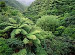 Fern Trees, Tropical Rainforest Waitaanga Forest, North Island New Zealand
