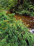 Tropical Rainforest and Stream Hunua Ranges Parkland North Island, New Zealand