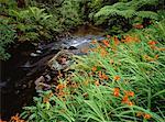 Tropischen Regenwald und Stream Hunua Ranges Parkland Nordinsel, Neuseeland