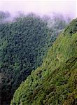 Tropical Rainforest Border Ranges National Park New South Wales, Australia