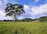 Weißer Eukalyptus-Baum nahe Murwillumbah New-South.Wales, Australien