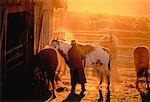 Cowboy at Stable at Sunset