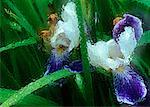 Close-Up of Irises in Rain