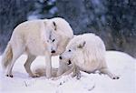 Arctic Wolves Snarling in Winter