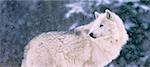 Arctic Wolf in Winter