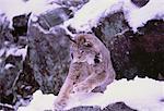 Lynx en hiver