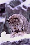 Lynx in Winter