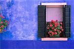 Fleurs sur l'île de filon-couche de fenêtre de la lagune de Venise de Burano, Italie