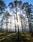 Pin des arbres Appalachicola National Forest en Floride