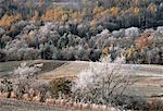 Light Snow on Trees in Autumn Kingston, New Brunswick, Canada