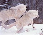 Loup arctique en hiver