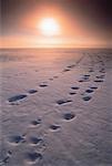 Footprints in Snow at Sunset