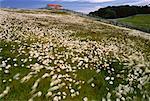 Champ de marguerites, Estancia à Harberton, Tierra del Fuego Argentine