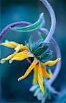 Nahaufnahme der Brown-Eyed Susan mit Frost Shampers Bluff, New Brunswick, Kanada